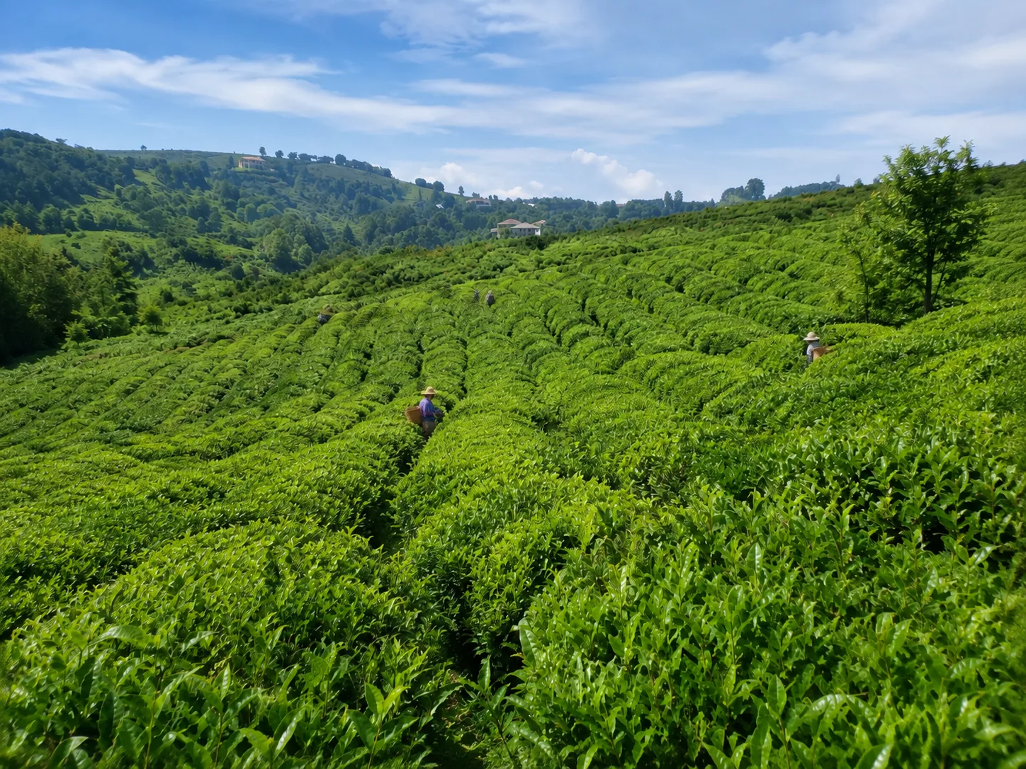 Chakvi Tea Country